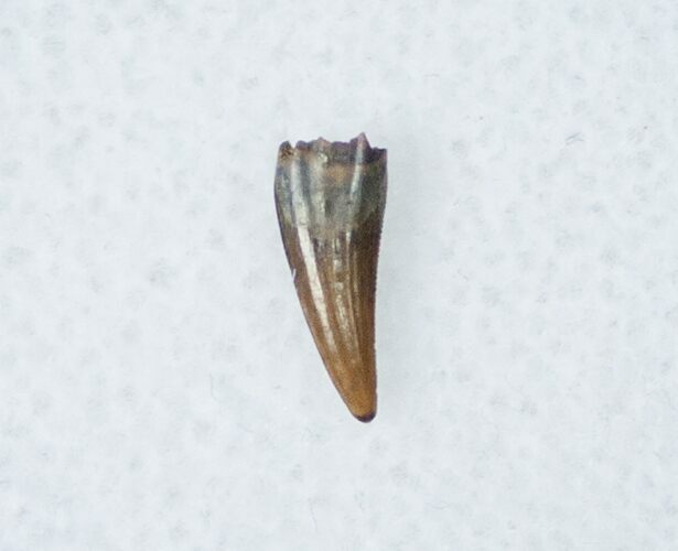Acheroraptor Tooth #12277